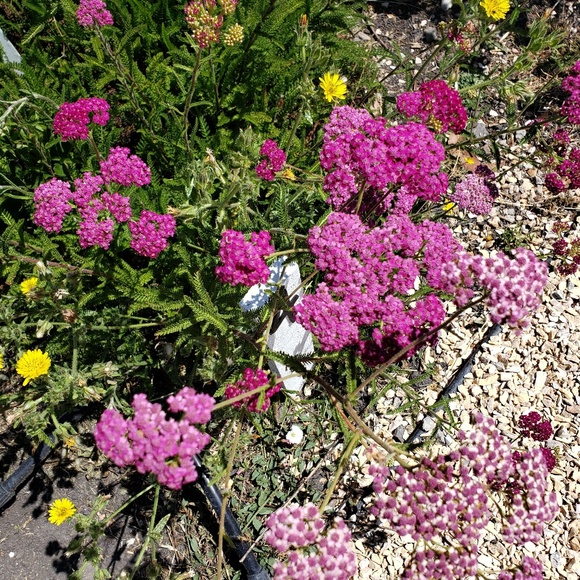 Meet your Posher, Gigi - Picture 1 of 1